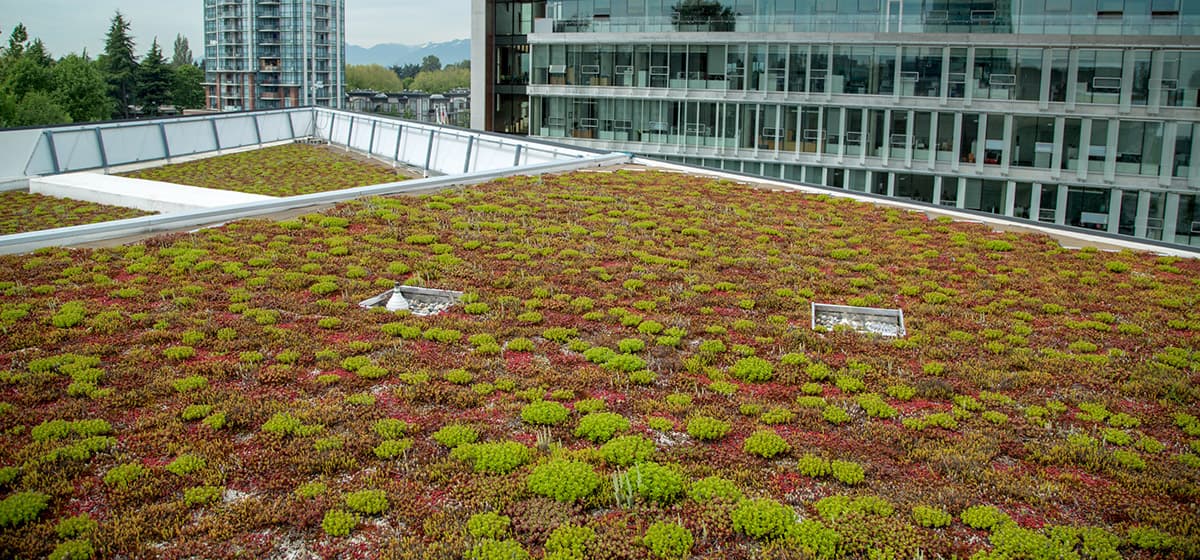 Green roof installation on a commercial building